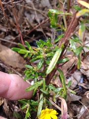 Hibbertia hypericoides