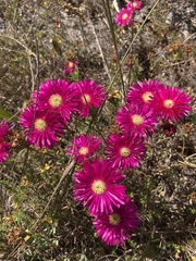 Lampranthus