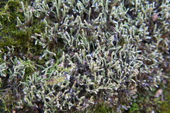 Hedwigia ciliata