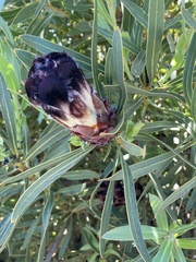 Protea lepidocarpodendron