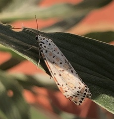 Utetheisa pulchelloides