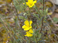Hibbertia australis