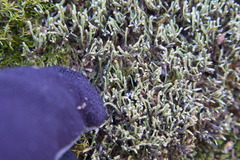 Hedwigia ciliata