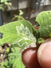 Liriomyza fricki