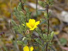 Hibbertia australis