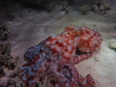 Callistoctopus dierythraeus