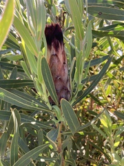 Protea lepidocarpodendron