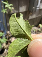 Liriomyza fricki
