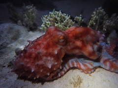 Callistoctopus dierythraeus