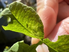 Liriomyza fricki