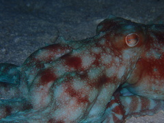 Callistoctopus dierythraeus