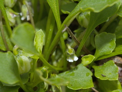 Viola cleistogamoides