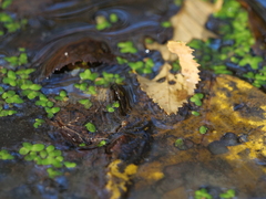 Hydrometra stagnorum