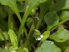 Viola cleistogamoides