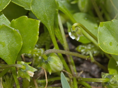 Viola cleistogamoides
