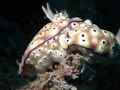Hypselodoris tryoni