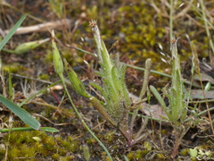 Podotheca angustifolia