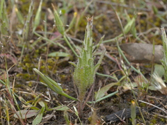 Podotheca angustifolia