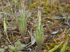 Podotheca angustifolia