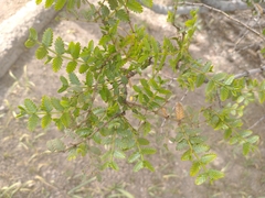 Larrea nitida
