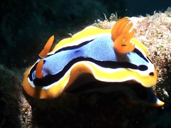Chromodoris annae