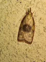 Enchocrates glaucopis
