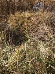 Equisetum variegatum