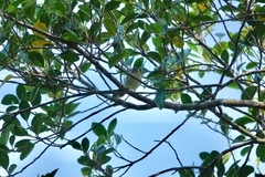 Phylloscopus inornatus