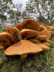 Gymnopilus junonius