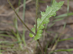 Senecio picridioides