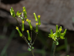 Senecio picridioides