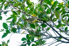Phylloscopus inornatus