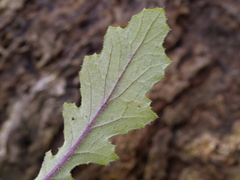Senecio picridioides
