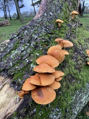 Gymnopilus junonius
