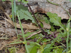Senecio picridioides