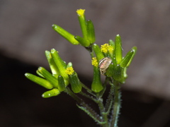 Senecio picridioides