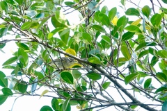Phylloscopus inornatus