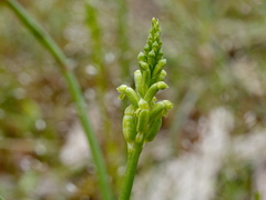 Microtis unifolia