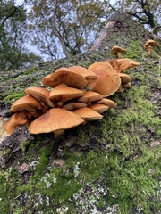Gymnopilus junonius