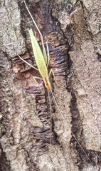 Oecanthus