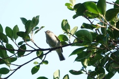 Phylloscopus inornatus