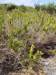 Aspalathus cliffortiifolia