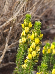 Aspalathus cliffortiifolia