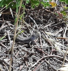 Trachylepis capensis