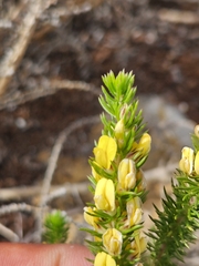 Aspalathus cliffortiifolia
