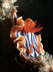 Chromodoris magnifica