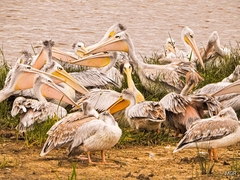 Pelecanus rufescens