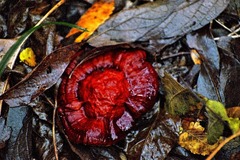 Ganoderma sessile