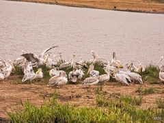 Pelecanus rufescens