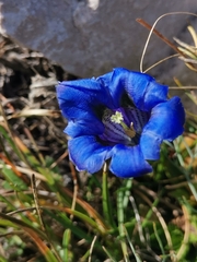 Gentiana clusii